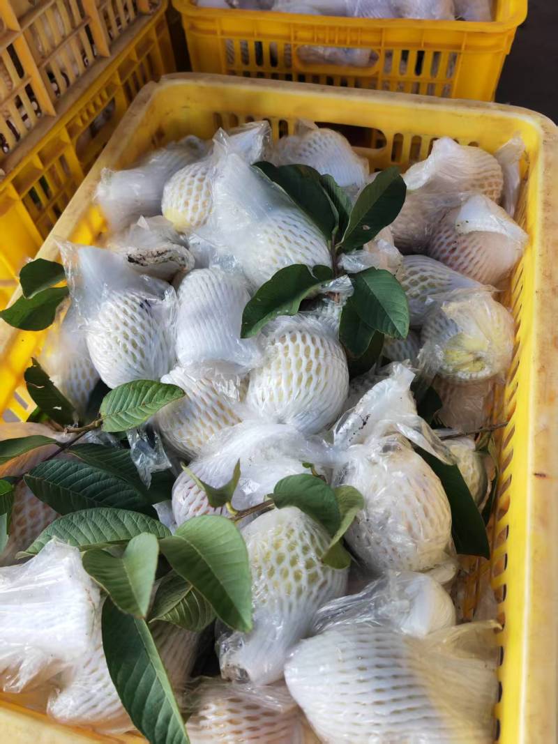 番石榴品质保证服务周到产地直发价格美丽欢迎联系