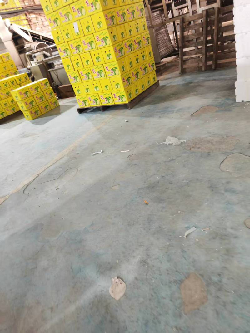 番石榴品质保证服务周到产地直发价格美丽欢迎联系