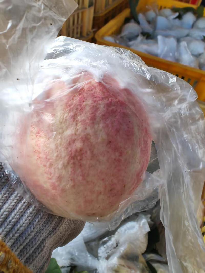 番石榴品质保证服务周到产地直发价格美丽欢迎联系