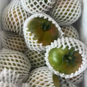 山东寿光草莓西红柿铁皮柿子