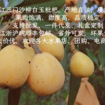 枇杷