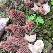 精品羊肚菌干货