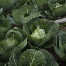 甘肃天水甘谷本地现种包菜，产地直供量足