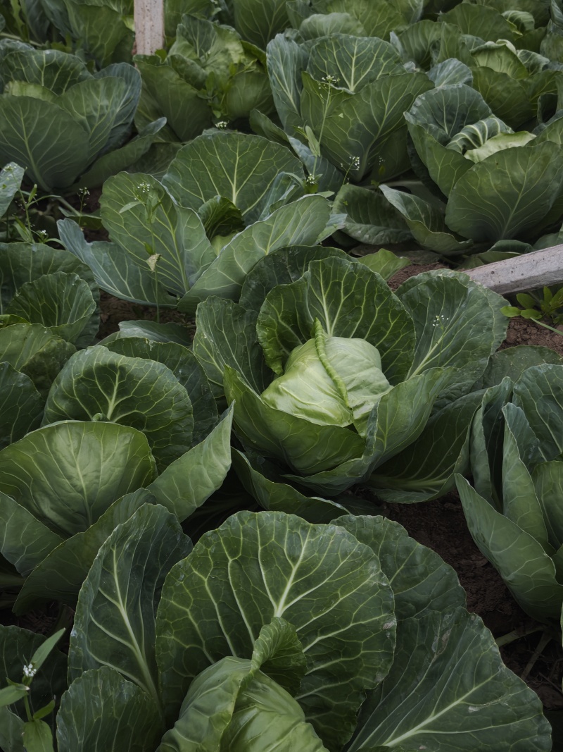 甘肃天水甘谷本地现种包菜，产地直供量足