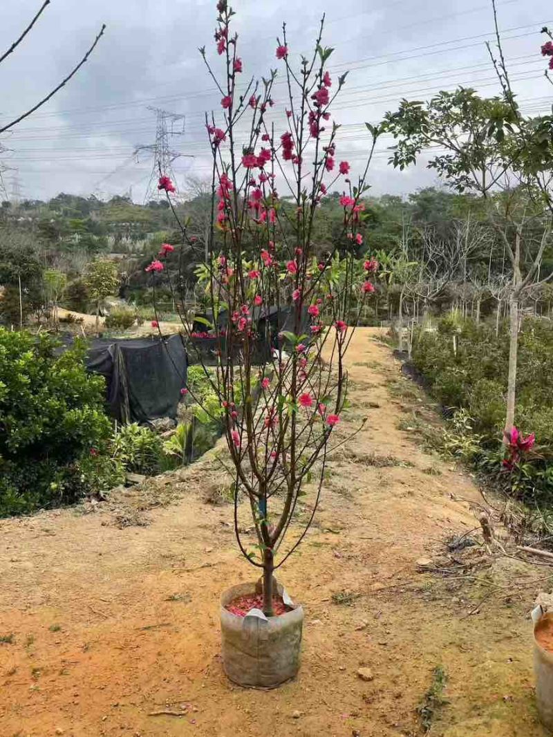 桃花地径2-12分，基地直销，价钱优惠，大量现货供应