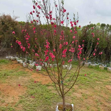 桃花地径2-12分，基地直销，价钱优惠，大量现货供应