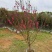 桃花地径2-12分，基地直销，价钱优惠，大量现货供应