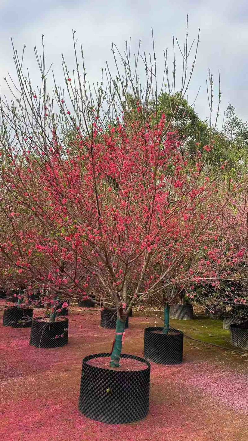 桃花地径2-12分，基地直销，价钱优惠，大量现货供应