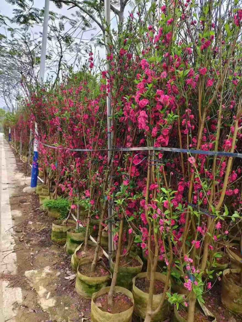 桃花地径2-12分，基地直销，价钱优惠，大量现货供应