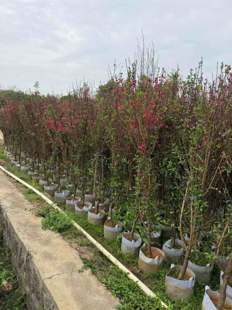桃花地径2-12分，基地直销，价钱优惠，大量现货供应