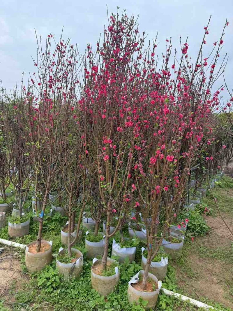 桃花地径2-12分，基地直销，价钱优惠，大量现货供应