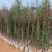 桃花地径2-12分，基地直销，价钱优惠，大量现货供应