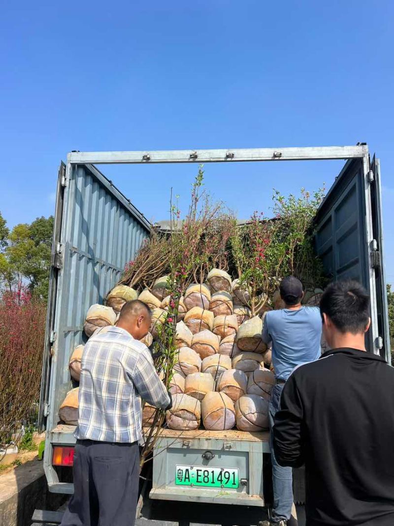 桃花2-12分，基地直销，价钱优惠，大量现货供应