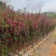 桃花2-12分，基地直销，价钱优惠，大量现货供应