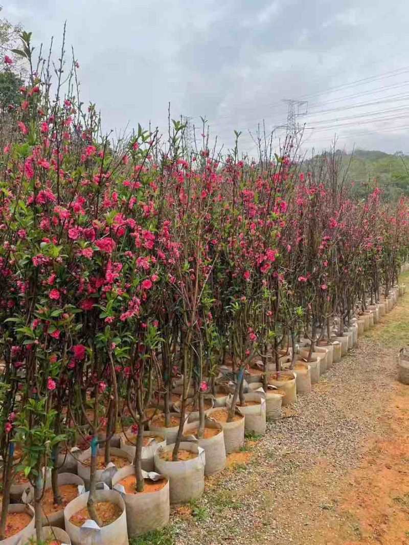 桃花2-12分，基地直销，价钱优惠，大量现货供应