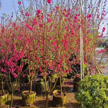 桃花2-12分，基地直销，价钱优惠，大量现货供应