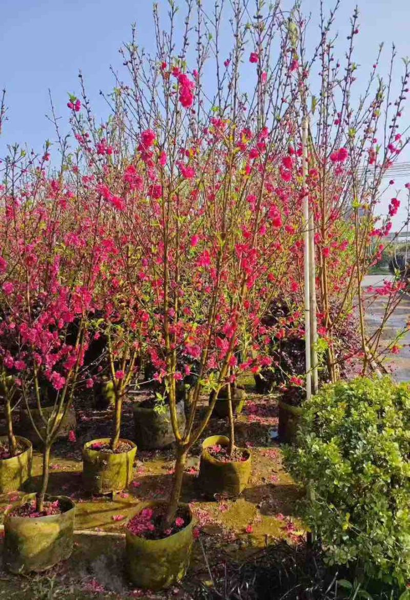 桃花2-12分，基地直销，价钱优惠，大量现货供应