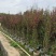 桃花2-12分，基地直销，价钱优惠，大量现货供应