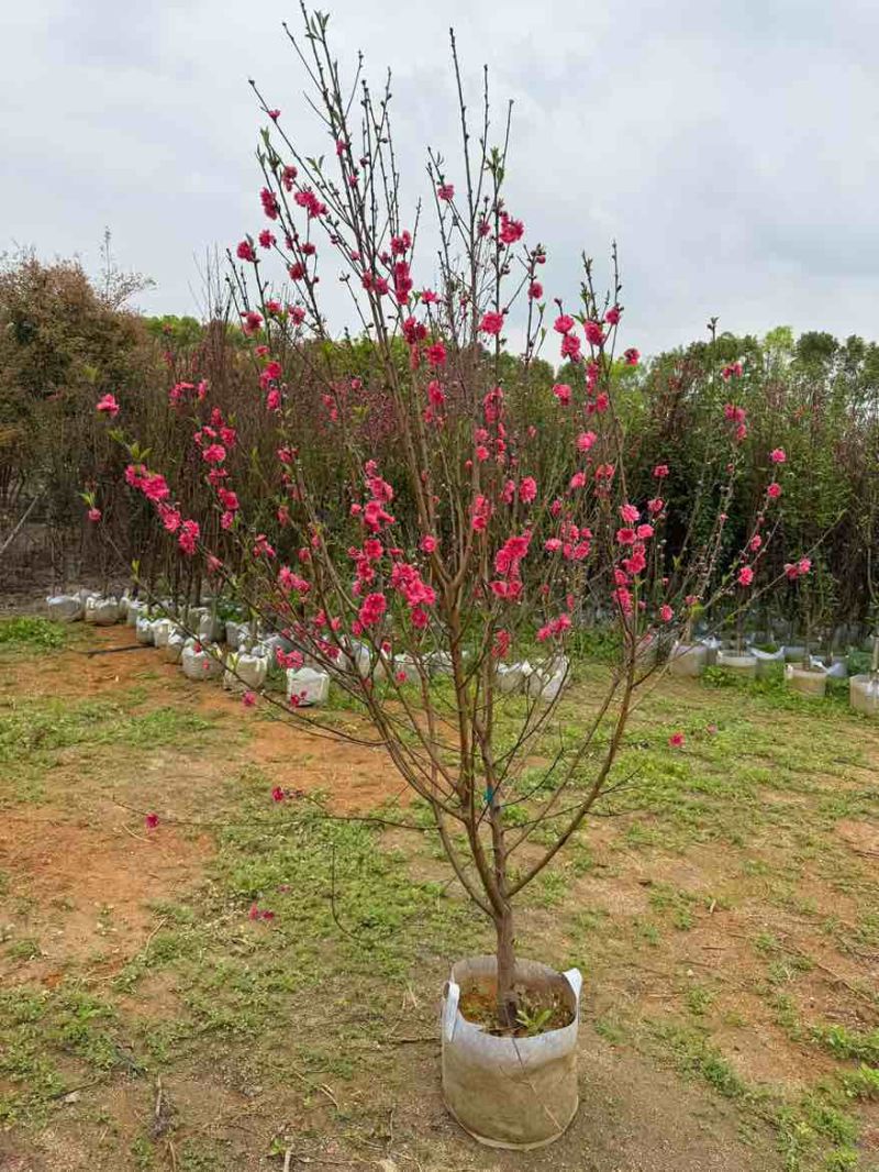 桃花2-12分，基地直销，价钱优惠，大量现货供应