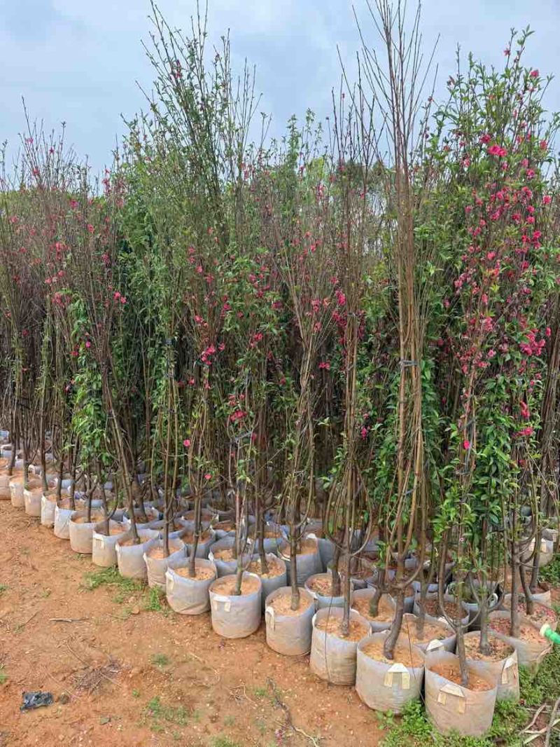 桃花2-12分，基地直销，价钱优惠，大量现货供应