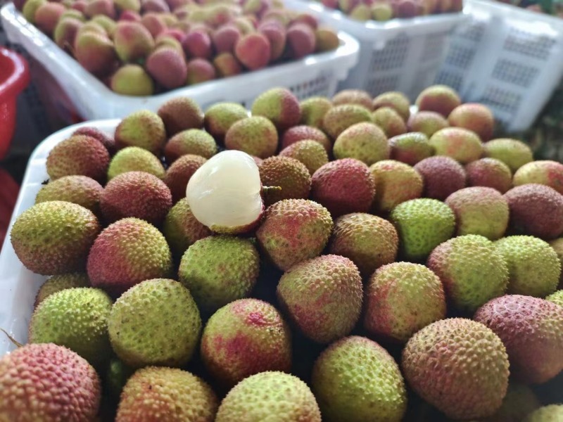 大量供应广东茂名电白妃子笑荔枝一手货源现摘现发欢迎订购