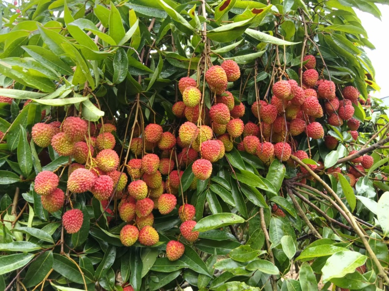 大量供应广东茂名电白妃子笑荔枝一手货源现摘现发欢迎订购