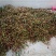 大量供应广东茂名电白妃子笑荔枝一手货源现摘现发欢迎订购