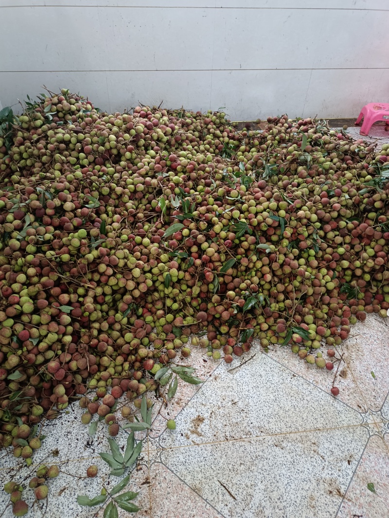 大量供应广东茂名电白妃子笑荔枝一手货源现摘现发欢迎订购