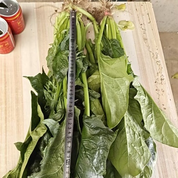 菠菜