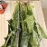 菠菜
