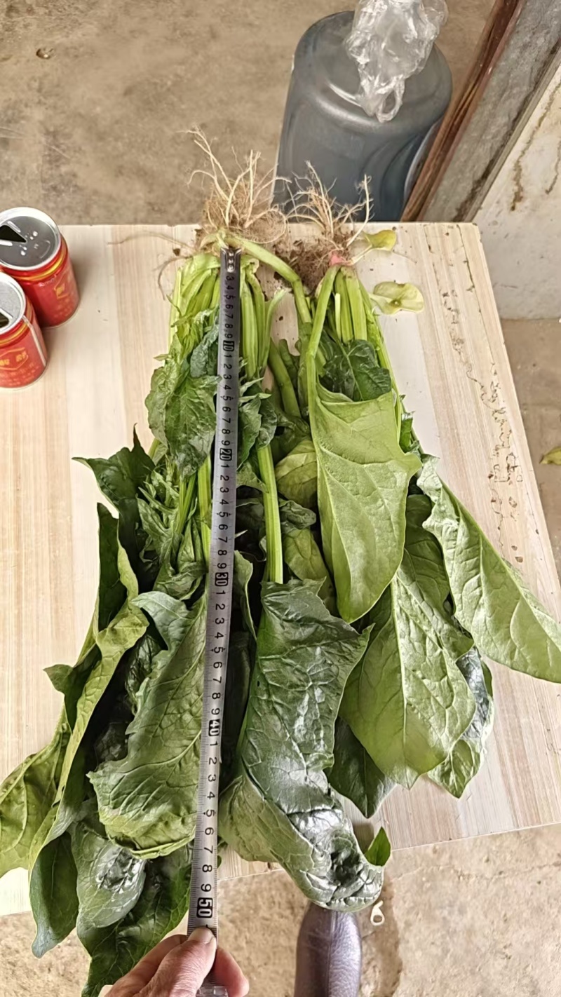 菠菜