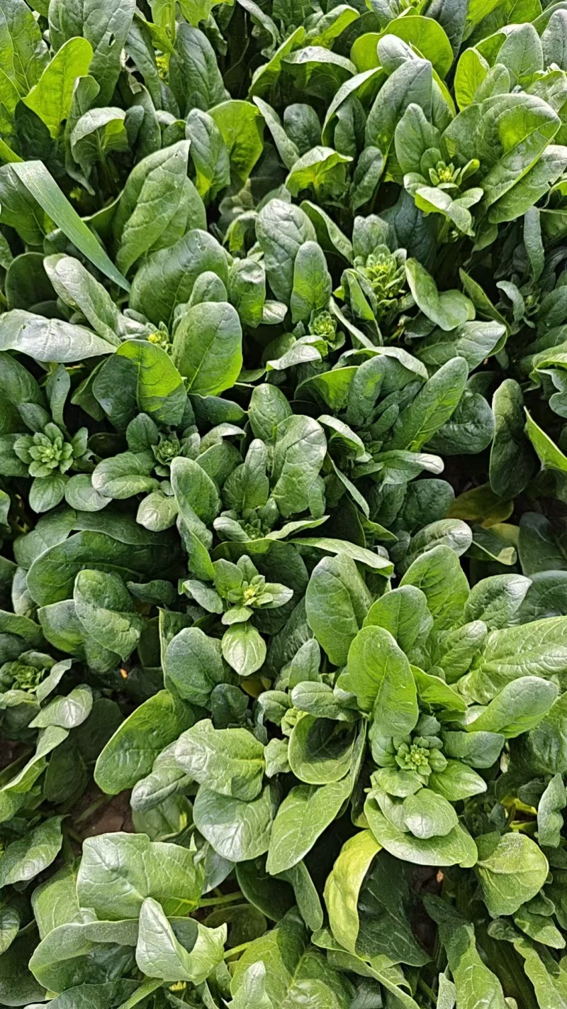 菠菜