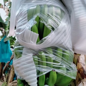 香蕉（地址：西双版纳）