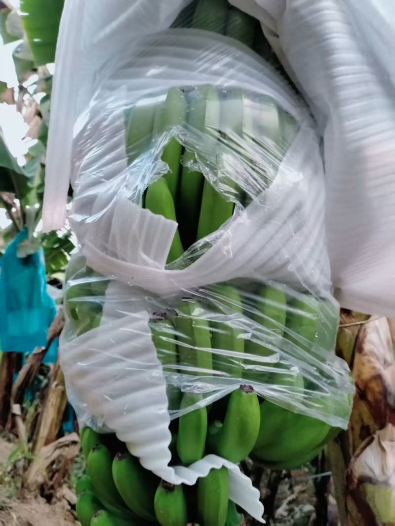 香蕉（地址：西双版纳）
