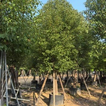 香樟，养冠香樟，10-12-15公分。普宁苗木基地