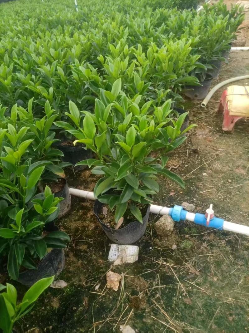 灰莉，非洲茉莉，大量出售