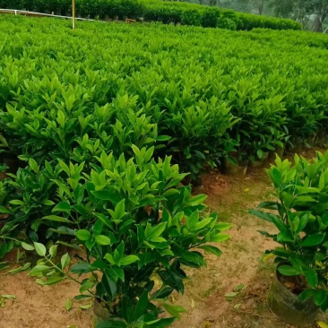 灰莉，非洲茉莉，大量出售