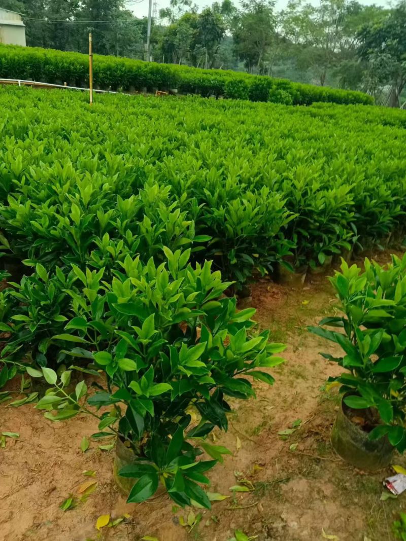 灰莉，非洲茉莉，大量出售