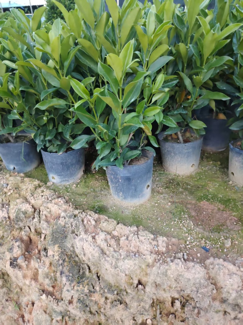 灰莉，非洲茉莉，大量出售