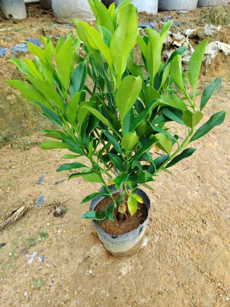 灰莉，非洲茉莉，大量出售