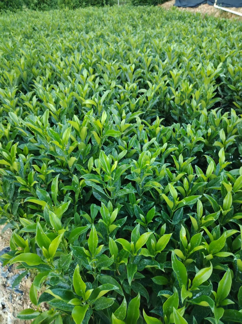 灰莉，非洲茉莉，大量出售