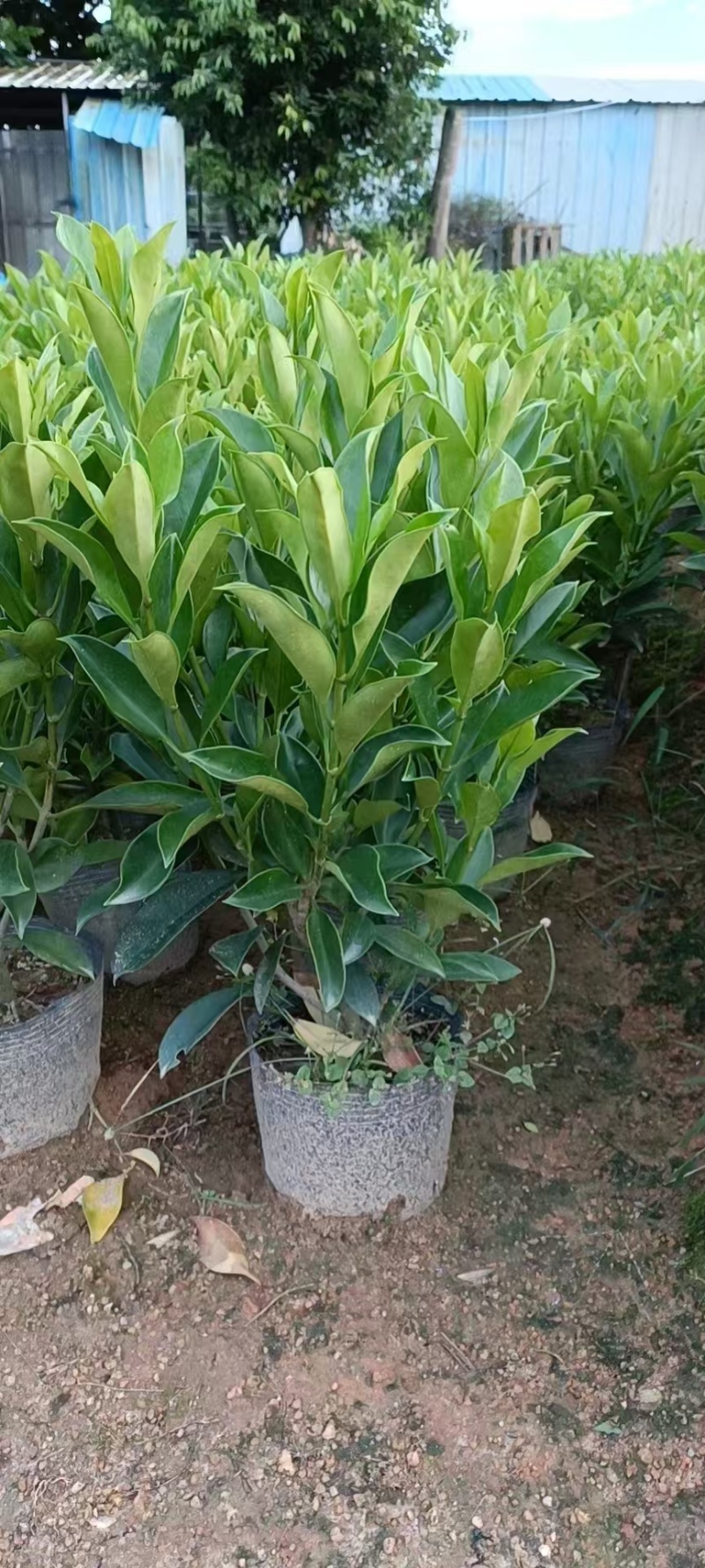 灰莉，非洲茉莉，大量出售