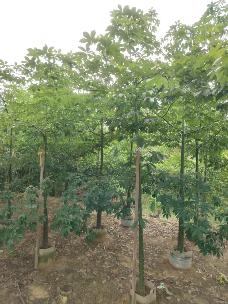 美人树，美丽异木棉，3-4-5-8公分长期供应，普宁苗木基地