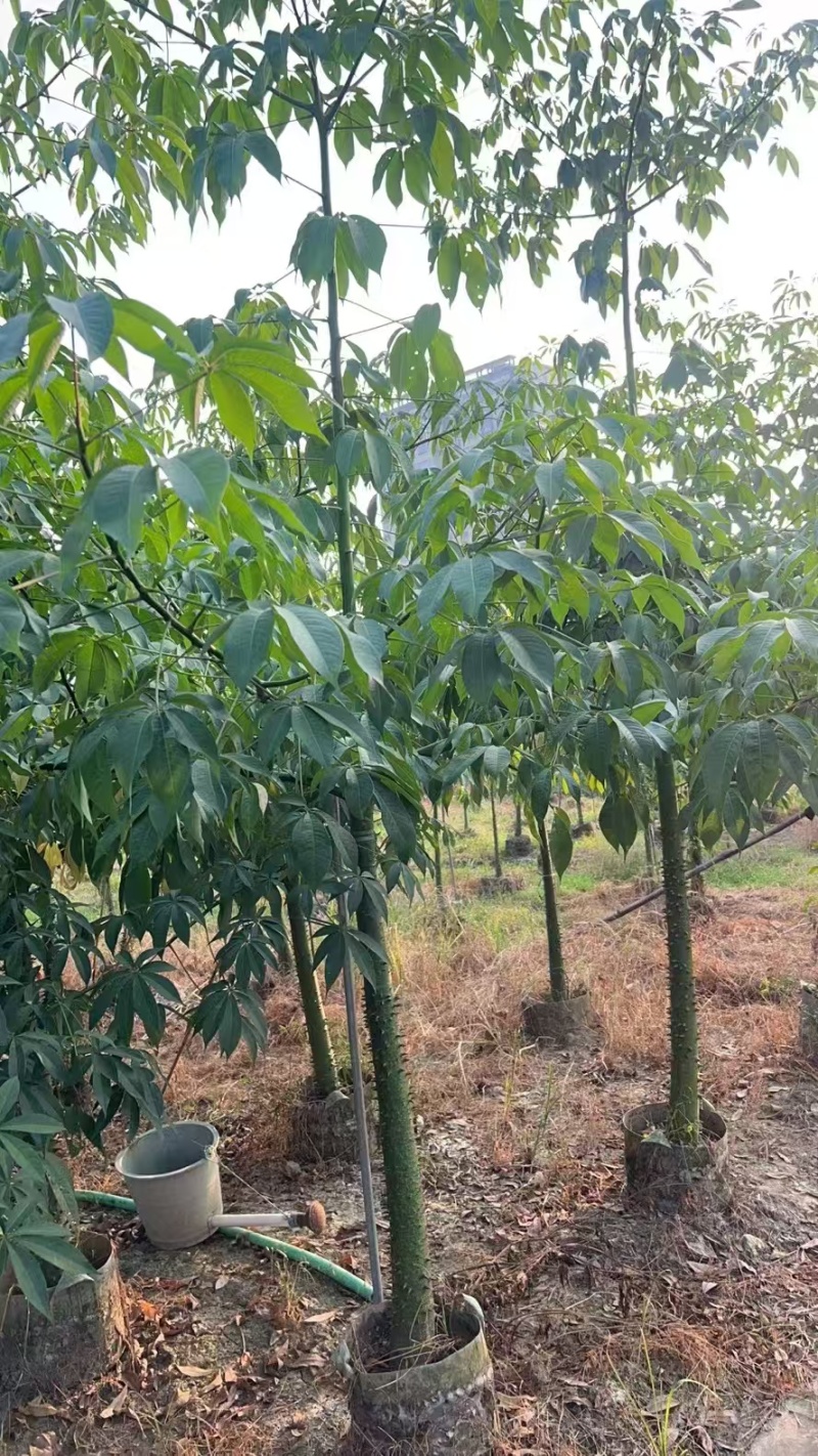 美人树，美丽异木棉，3-4-5-8公分长期供应，普宁苗木基地