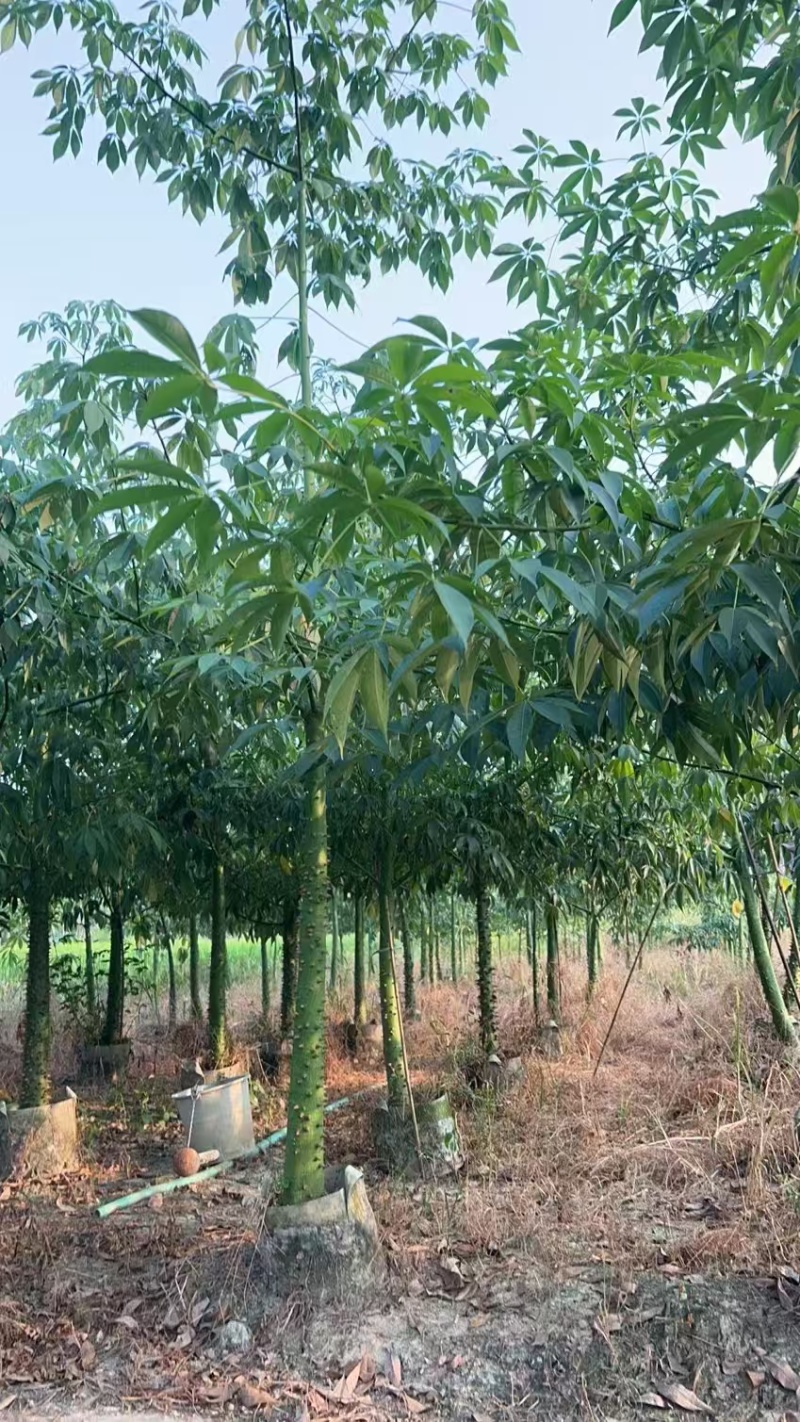 美人树，美丽异木棉，3-4-5-8公分长期供应，普宁苗木基地
