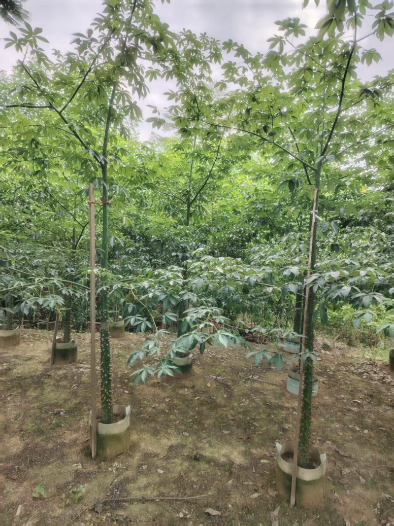 美人树，美丽异木棉，3-4-5-8公分长期供应，普宁苗木基地