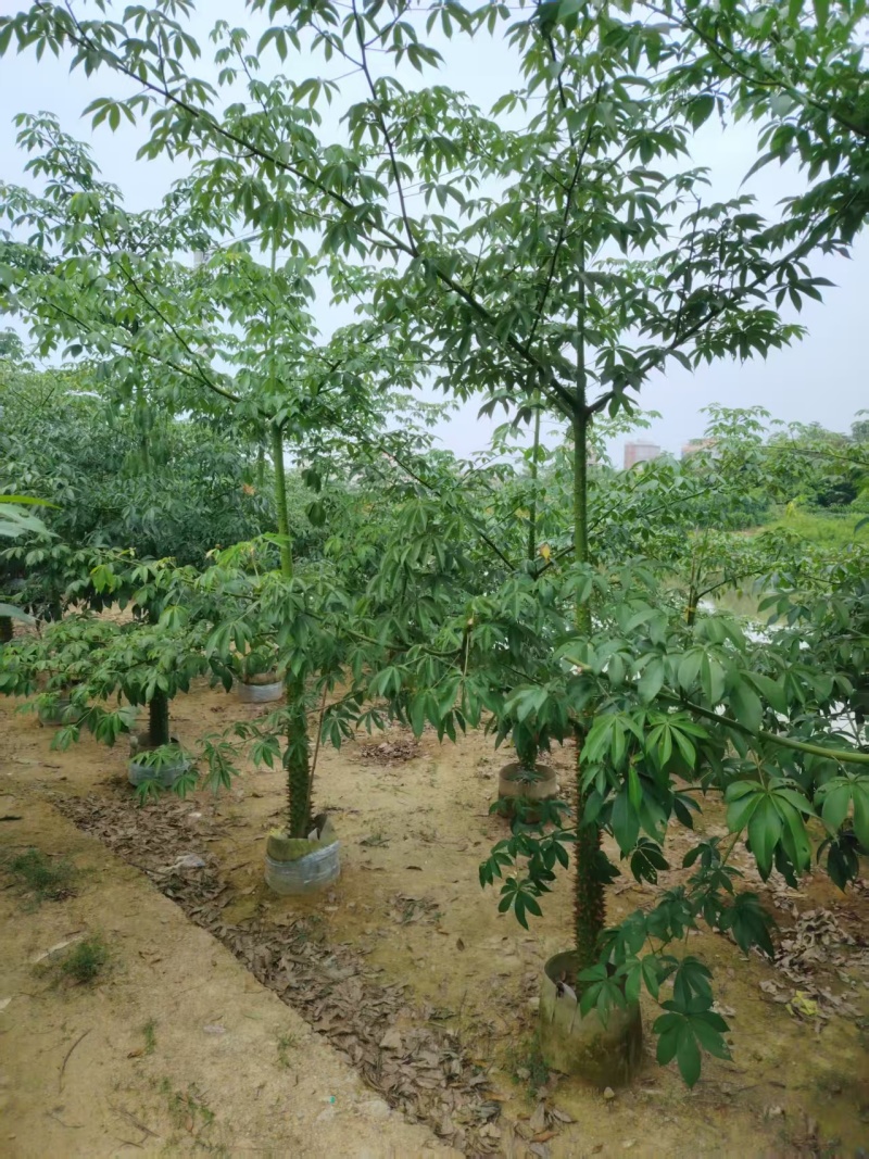 美人树，美丽异木棉，3-4-5-8公分长期供应，普宁苗木基地