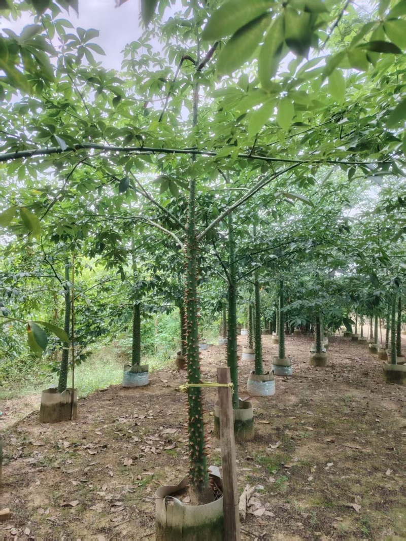 美人树，美丽异木棉，3-4-5-8公分长期供应，普宁苗木基地