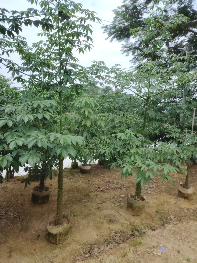 美人树，美丽异木棉，3-4-5-8公分长期供应，普宁苗木基地