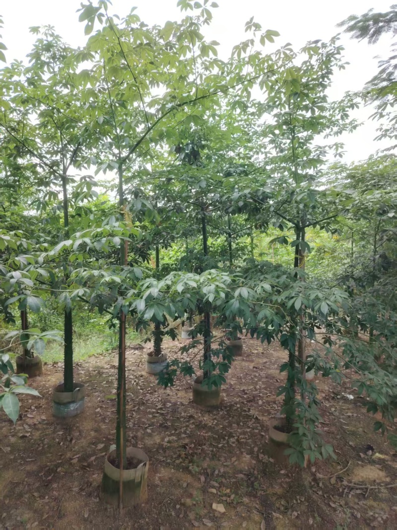 美人树，美丽异木棉，3-4-5-8公分长期供应，普宁苗木基地